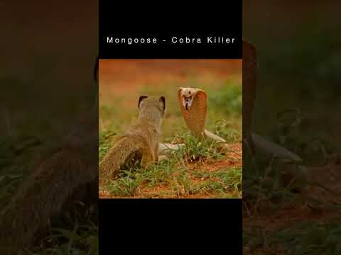 Cobra vs Mongoose (Snake Killer)