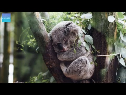 Quiet Classroom Music For Children - Australian Wildlife - Quiet reading music for the classroom