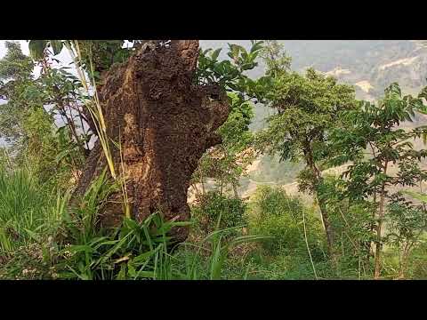 我居住的山林自然风光