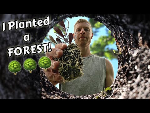 Planting a Forest in a Day - 300k Subscriber Special