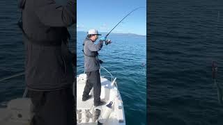 トップに出た魚が…【北海道・噴火湾釣り】