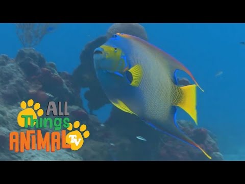 * FISH * | Animals For Kids | All Things Animal TV