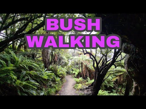 BUSH WALK WITH OUR PUPPY | SYDNEY SILKY CROSS POMERANIAN PUPPY