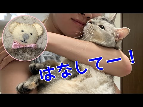 クマちゃんと遊びたい猫のさっちゃん　関西弁おしゃべりペット