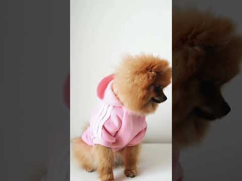 Dog short videos #shorts #dog #puppy #cutedog