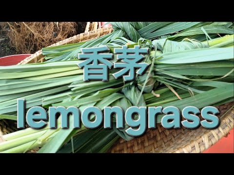 香茅 lemongrass