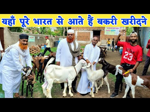 सिर्फ 450 से शुरू - यहां से बकरी खरीदने दूर-दूर से आते हैं लोग | Bakri kaha se kharide