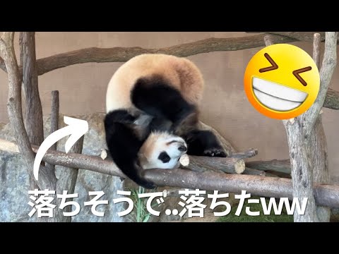 【速報】ふうも木から落ちるw今日もドジっ子🤭絶賛わんぱく 子パンダ 楓浜🐼