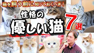 【猫ブリーダーおすすめ！飼いやすい猫種 7選！】性格が優しい猫を現役猫ブリーダーが解説します！