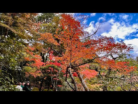 京都銀閣寺賞楓 /   Fall Foliages at Ginkakuji Temple, Kyoto , visited on 11-18-2023.