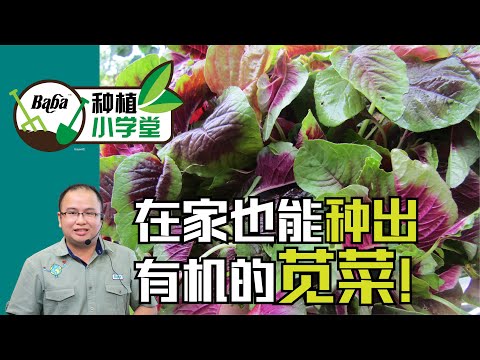 【Baba种植小学堂】盘点4个苋菜种植事项，新手在家有机种植苋菜必须注意，一个月就能有满满的收成！| 苋菜种植方法