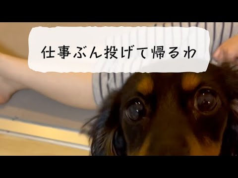 おかえりの表現がかわいすぎてたまらん！　#shorts #dog #大吉