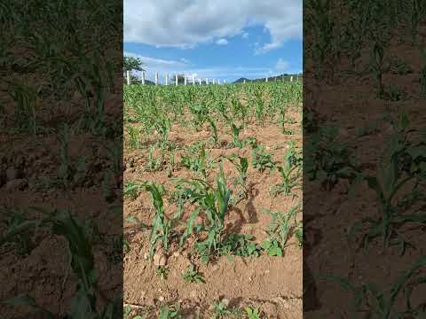 #siembra  de #maize  en #cascalotedebravo  #puebla  #mexico  Julio 30, #2024  #jamaica