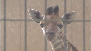 7月1日生まれ　アミメキリンの赤ちゃん　40周年の茶臼山動物園に仲間入り　新たな人気者に