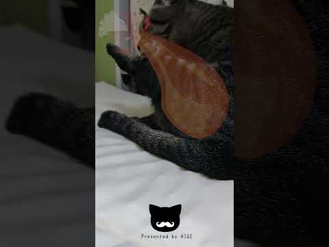 猫のもも肉#short