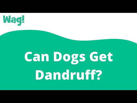 Can Dogs Get Dandruff? | Wag!