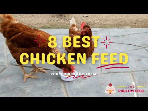 8 Best Chicken Feeds in 2021 - The Poultry Feed