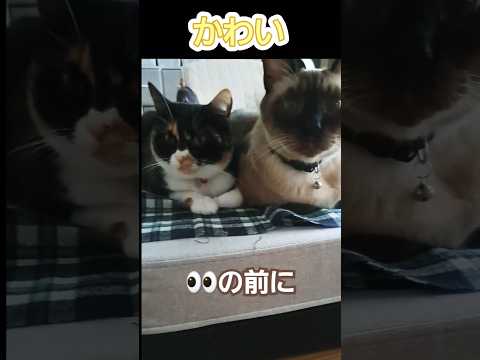 ミステリアスな、ブラックキャト登場#shorts#猫のいる暮らし