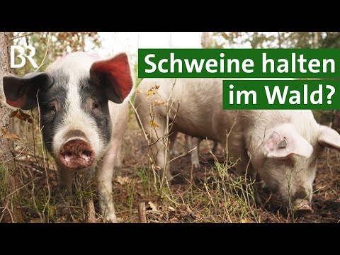 Wenn aus dem Hausschwein ein Waldschwein wird: Tiere halten im Hutewald | Unser Land | BR