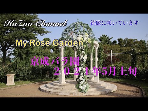 【京成バラ園】　２０２１年　5月上旬　#京成バラ園＃バラ＃薔薇＃京成ローズガーデン