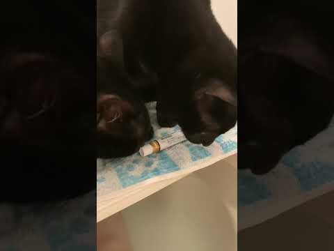 いたずらしてる…(TT) #ねこのいる生活 #ねこ動画