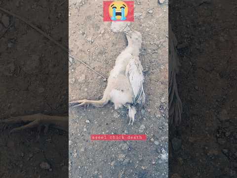 aseel chick death 😭😭😭