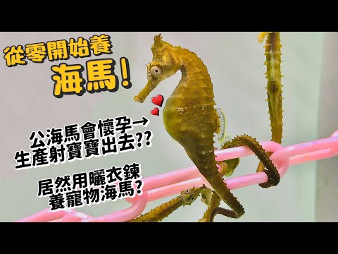 【從零開始養】寵物海馬!大肚子的是老爸?生孩子居然是用射的!?吃東西食物瞬間消失!?交配生子?【許伯簡芝】hippocampus