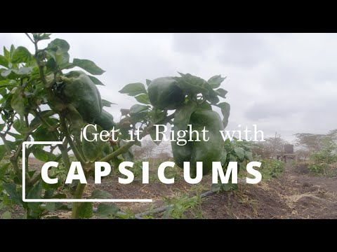 Get it Right with CAPSICUMS: Overcoming Mites & Pests for a Bountiful Harvest #farming #farmlife