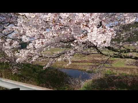 桜街道