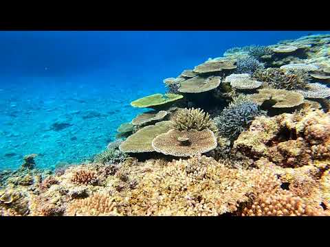 石垣島桴海、絶景のモリモリ珊瑚