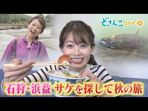 大家彩香の秋の旅石狩・浜益のサケを探して【どさんこワイド朝】 ※2023年10月3日 放送