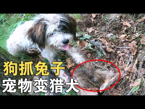 狗抓兔子犯法吗？带宠物狗上山采蘑菇，没想到它竟抓到一只小野兔！【913的乡野生活】