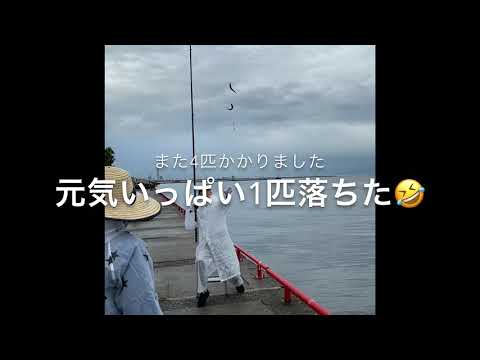 【釣り】鳴尾浜海釣り公園 鯖爆釣れ