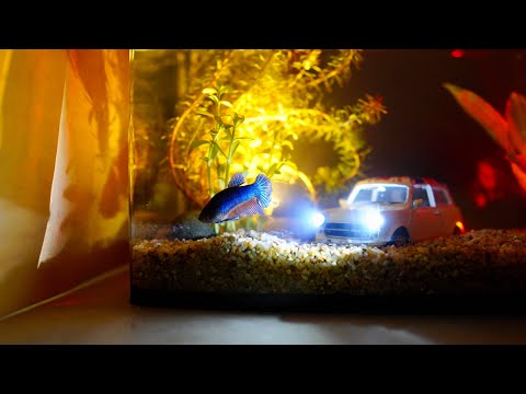 Betta fish tank Led Under water Aquarium nano. Fighting fish.