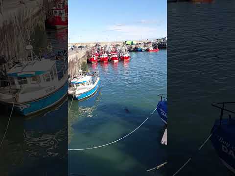 Seals in Clogherhead Port #shorts  #exploringireland