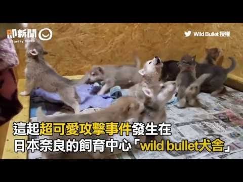 飼育員遭飢餓狼犬攻擊　倒地遭踐踏「無力脫逃」 數十隻狼犬攻擊飼育員～還不斷的發出狼嚎！好可愛