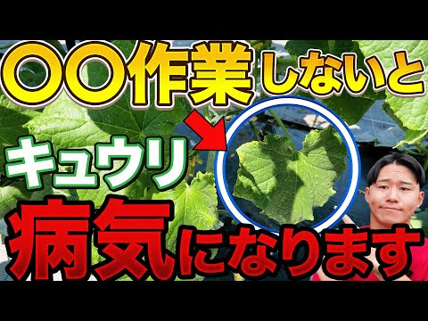 【一瞬で分かる】今すぐやって欲しいキュウリを病気にさせないための下葉カット方法です！