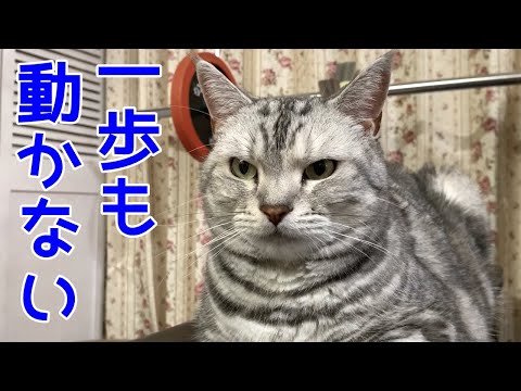 ママの筋トレを阻止するあんなちゃん！おしゃべりペット