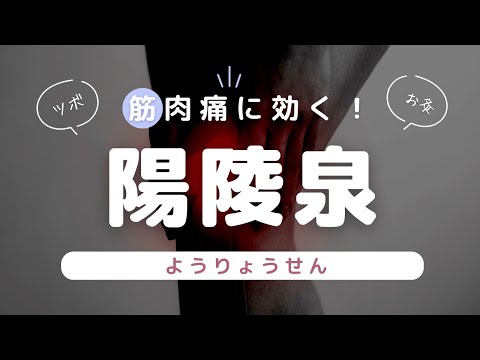 筋肉の痛みに効くツボ！陽陵泉(ようりょうせん) 【肩こり・腰痛・膝の痛み】