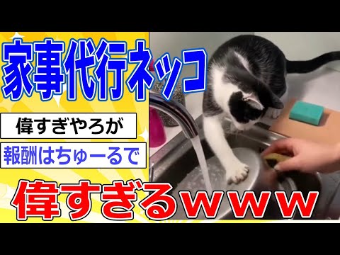 【2ch動物スレ総集編】洗い物を手伝いうネッコさん、ありがたすぎるｗｗｗ #2ch面白いスレ #2ch動物スレ #ネコ #動物