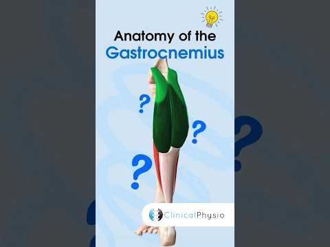 Gastrocnemius Anatomy #physicaltherapy #physiotheraphy #gastrocnemius #anatomy