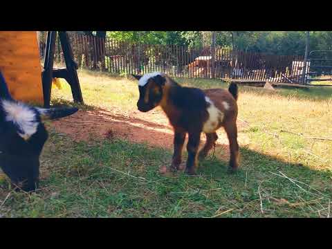 Baby Goat kid Zofia 2 days old(3)