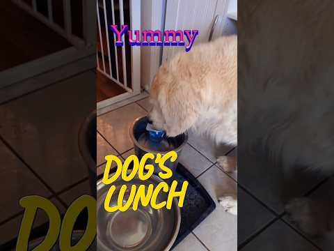 Dog's lunch is so yummy 😋 #dogs #shorts #goldenretriever