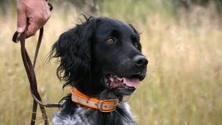 Versatile Hunting Dogs | Minnesota Bound