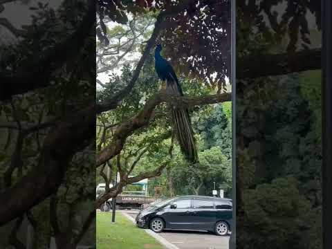 Peacock 🦚  on the tree