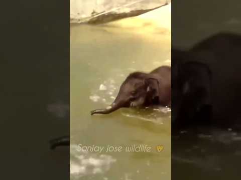 baby elephant bathing video 🐘 #shorts #short #shortvideo #shortsfeed #elephantbaby #elephantbathing