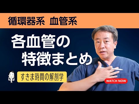 各血管の特徴まとめ（弾性動脈、筋性動脈、抵抗血管、交換血管、容量血管）【 #かずひろ先生 #解剖学 】