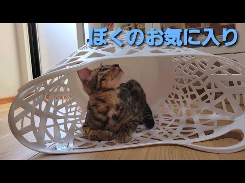 新しい遊び場を見つけてしまったベンガルの子猫