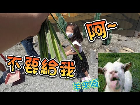 回巢 羊來囉 哈哈 VLOG BOSS東