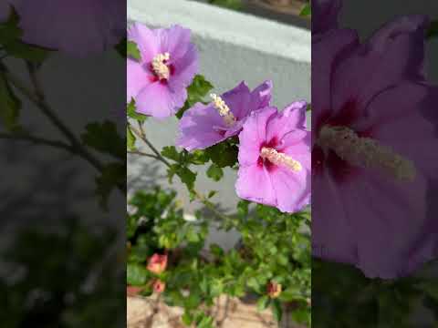 #youtubeshorts #youtubechannel #hibiscus #plants #youtuber